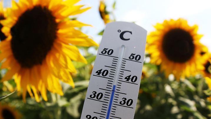 04.08.2022, Hitzewelle in Deutschland. Auch in Worms erreicht das Thermometer stellenweise 37-38 Grad Celsius, wie auf diesem Sonnenblumenfeld bei Worms-Horchheim, Foto: Michael Deines/PROMEDIAFOTO,