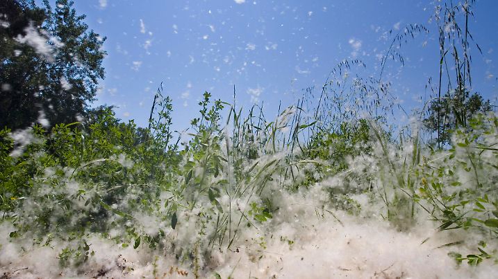 Seeds of a poplar tree disperse in the wind. Other images in: