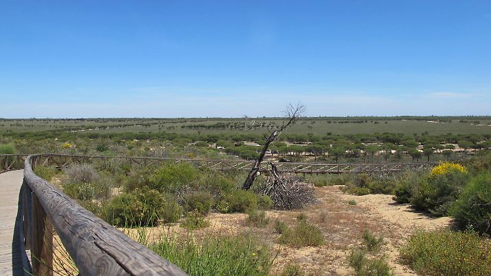 PRODUKTION - 14.04.2023, Spanien, Nationalpark Doñana: Der Nationalpark Doñana ist ein flaches, früher periodisch überschwemmtes Feuchtgebiet, das zum Meer hin von hohen Wanderdünen wie hier an der Cuesta Maneli begrenzt wird. Es ist mehr als 54 000 Hektar groß und von einer mehr als 26 000 Hektar großen Pufferzone umgeben. (zu dpa «Wasserdiebstahl und Dürre: Europas größtes Feuchtgebiet verdorrt») Foto: Jan-Uwe Ronneburger/dpa +++ dpa-Bildfunk +++