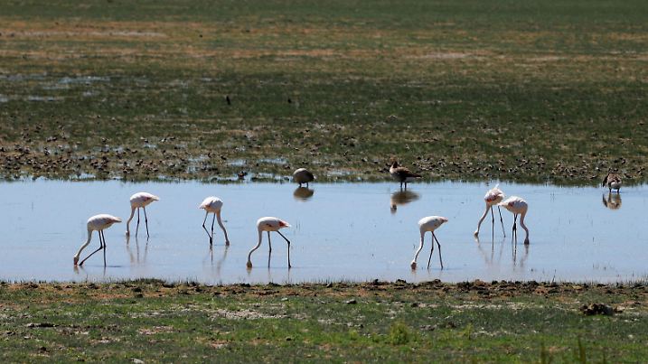 Animals are pictured in marshes at Donana National Park, where drought has reduced water levels, in El Rocio village, Spain April 25, 2023. REUTERS/Marcelo del Pozo