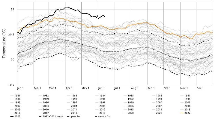 Global gemittelte Meeresoberflächentemperatur seit 1981 mit Rekordwerten seit März 2023.