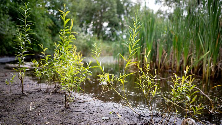 PRODUKTION - 19.07.2023, Berlin: Der Krugpfuhl in Berlin-Pankow ist fast verschwunden. Die Anreicherung von künstlichem Grundwasser bei Starkregen könnte der Berliner Hydrogeologin Engelhardt zufolge in Zukunft während Dürreperioden für Abhilfe sorgen. (zu dpa «Hydrogeologin: Künstliche Grundwasseranreicherung Lösung bei Dürre») Foto: Fabian Sommer/dpa +++ dpa-Bildfunk +++