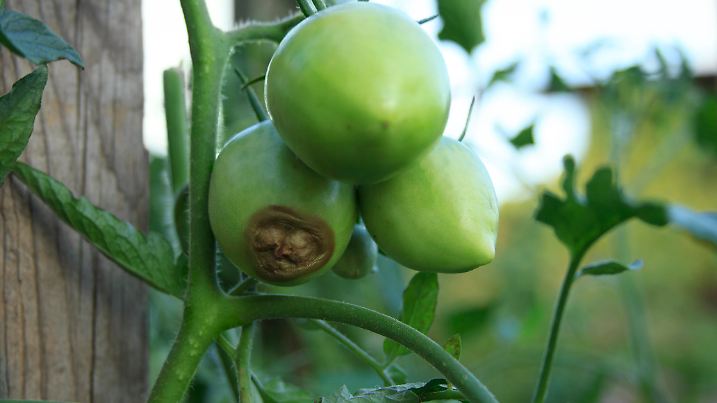 Disease of tomatoes. Blossom end rot. Three green tomatoes are rotten on the bush. Close-up. Crop problems. Blurred agricultural background