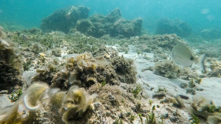 22.07.2023, Spanien, Calvia: Die Unterwasserlandschaft nahe dem Strand von Bendinat auf Mallorca. Das Mittelmeer erwärmt sich einer Studie zufolge immer schneller und wird dabei auch immer salziger. Das Wasser erwärme sich infolge des Klimawandels mit einer Geschwindigkeit von etwa zwei Grad je 100 Jahre im westlichen Mittelmeer und an einigen Stellen sogar um drei Grad pro Jahrhundert, schrieben Wissenschaftler des spanischen Meeresforschungsinstituts ICM-CSIC in der Zeitschrift «Journal of Marine Science and Engineering». Foto: Clara Margais/dpa +++ dpa-Bildfunk +++
