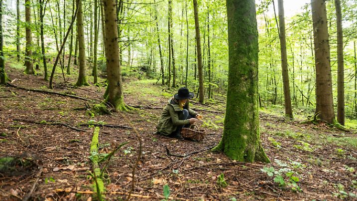 PRODUKTION - 01.08.2023, Baden-Württemberg, Badenweiler: Nadja Frotscher, Pilzcoach, sucht in einem Waldstück nahe eines Wanderwegs nach Pilzen. Foto: Silas Stein/dpa +++ dpa-Bildfunk +++