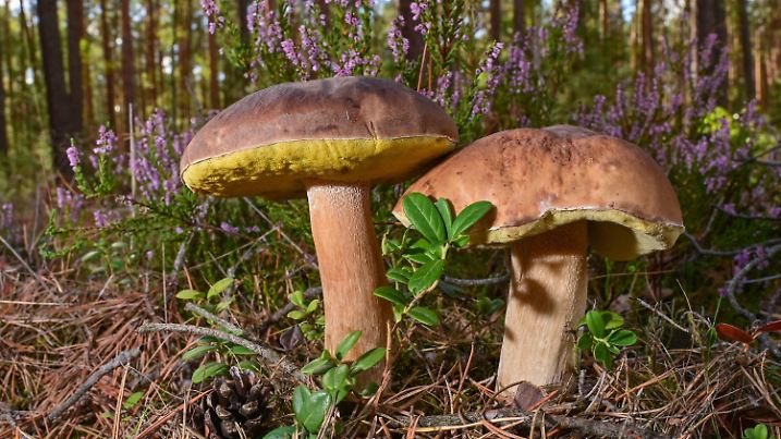 16.09.2022, Brandenburg, Kersdorf: Zwei Steinpilze wachen in einem Wald im Landkreis Oder-Spree. Foto: Patrick Pleul/dpa +++ dpa-Bildfunk +++