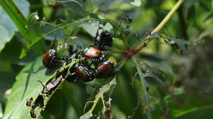 Group of Japanese Beetles devouring a leaf.  Left behind the skeleton of the plant.