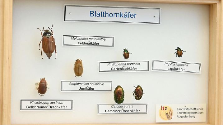 Olaf Zimmermann vom Referat 33: Zoologische Diagnostik, Schädlings- und Nützlingsbiologie, Pflanzenquarantäne, beim Landwirtschaftlichen Technologiezentrum Augustenberg (LTZ), zeigt verschiedene präparierte Blatthornkäfer. Sie tummeln sich emsig auf den Buschbohnen im Gewächshaus und sehen auf den ersten Blick wenig imposant aus. Doch die eingeschleppten Wanzen sind nur ein Vorbote für das, was Hobbygärtnern und Landwirtschaft infolge des Klimawandels noch blühen könnte. (zu dpa "«Schmeckt nach Wanze» - Wegen Klimawandel drohen neue Agrarschädlinge")