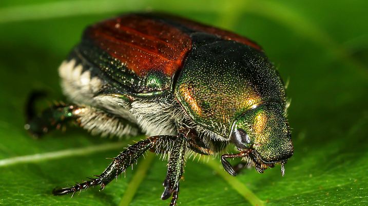 Japanese Beetle photographed in Kentucky.