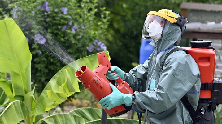 27.07.2023, Schweiz, Kloten: Insektizideinsatz gegen den Japankäfer in einem Garten in Kloten. In der Nähe von Zürich hat am Donnerstag ein dringender Pestizid-Einsatz gegen den Japankäfer begonnen. Die Käfer können Obstplantagen, Weinberge, Wälder, Grünanlagen und Gärten kahlfressen. Wenn die Population nicht vernichtet werde, drohe eine Ausbreitung in Europa, berichteten Spezialisten der Baudirektion Zürich Reportern bei einer Begehung des betroffenen Gebiets. Foto: Walter Bieri/KEYSTONE/dpa +++ dpa-Bildfunk +++