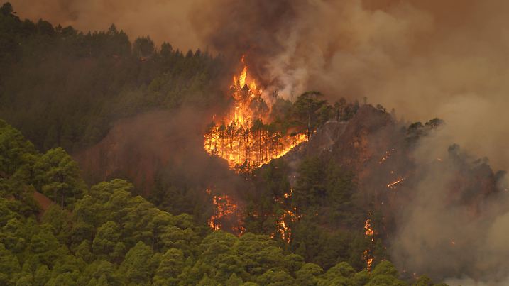 16.08.2023, Spanien, Teneriffa: Bäume brenen im Wald. In der Nacht brach auf Teneriffa zwischen den Städten Candelaria und Arafo ein Waldbrand aus. Die Gemeinden Arrate, Chivisaye, Media Montaña und Ajafoña mußten evakuiert werden. Foto: Europa Press/EUROPA PRESS/dpa +++ dpa-Bildfunk +++