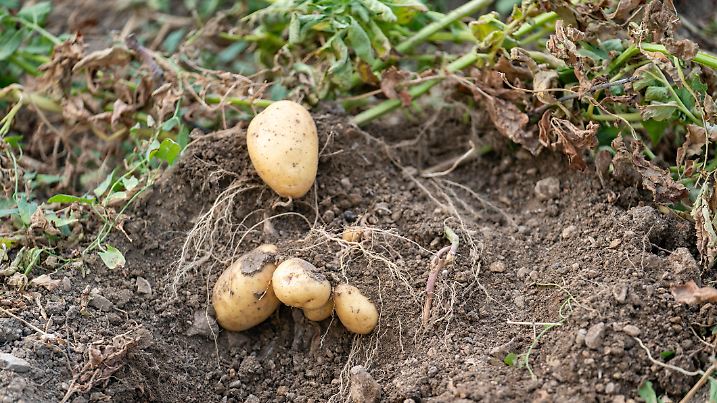 Photo of ripe raw potato plant on dirt in close up view. No people are seen in frame. Shot under daylight with a full frame mirrorless camera.