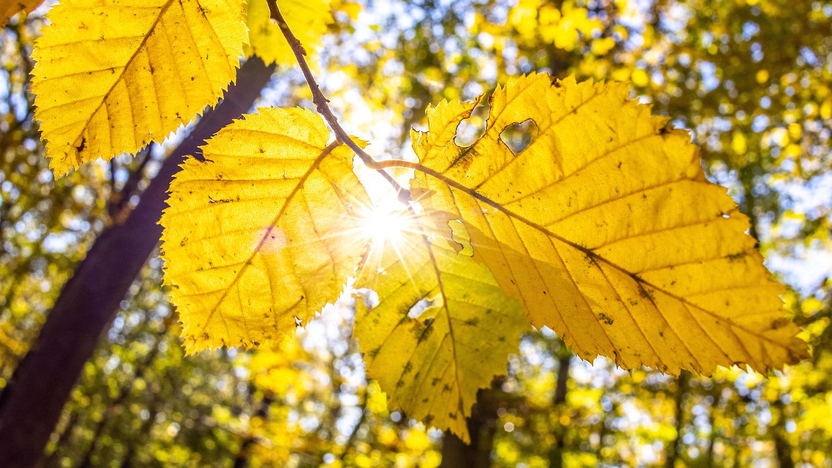 Wetter im Herbst 2023: Wie sehen die Trends für Deutschland aus? Aktuelle Prognosen und Vorhersagen | wetter.de
