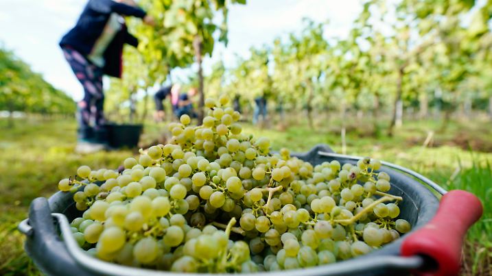 14.08.2023, Rheinland-Pfalz, Neustadt an der Weinstraße: Ein Eimer mit Weintrauben der Sorte Solaris steht beim Start der Weinlese im Weinberg der Weingebiet Manufaktur. Foto: Uwe Anspach/dpa +++ dpa-Bildfunk +++
