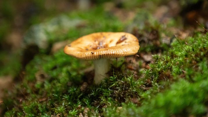 PRODUKTION - 01.08.2023, Baden-Württemberg, Badenweiler: Ein «Marzipan Täubling» wächst in einem Waldstück nahe eines Wanderwegs. Foto: Silas Stein/dpa +++ dpa-Bildfunk +++