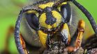 Deutsche Wespe (Vespula germanica, Vespa germanica, Paravespula germanica), Portraet, zerbeisst Holzspaene zum Nestbau, Deutschland, Bayern, Niederbayern German wasp (Vespula germanica, Vespa germanica, Paravespula germanica), portrait, masticating splints for nest-building, Germany, Bavaria, Niederbayern, Lower Bavaria BLWS475382 Copyright: xblickwinkel/R.xSturmx  