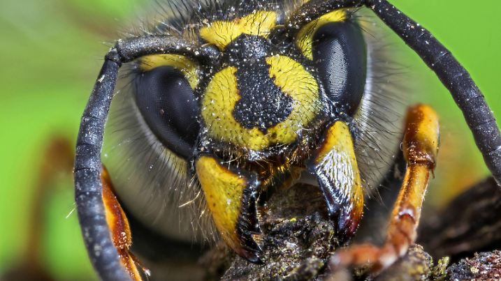 Deutsche Wespe (Vespula germanica, Vespa germanica, Paravespula germanica), Portraet, zerbeisst Holzspaene zum Nestbau, Deutschland, Bayern, Niederbayern German wasp (Vespula germanica, Vespa germanica, Paravespula germanica), portrait, masticating splints for nest-building, Germany, Bavaria, Niederbayern, Lower Bavaria BLWS475382 Copyright: xblickwinkel/R.xSturmx  