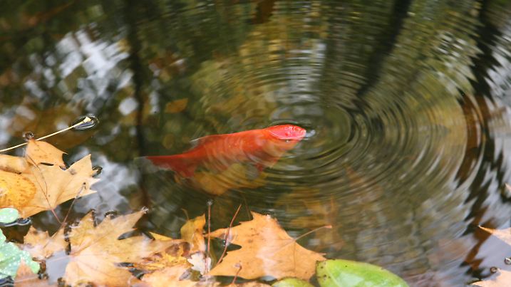 Bucolic and suggestive image from a goldfish breathing on the water surface.