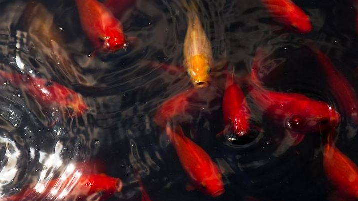 Goldfische schwimmen in einem Teich
