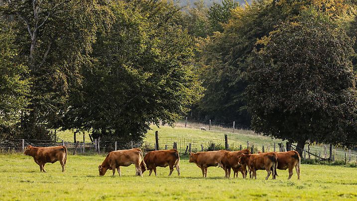27.09.2023, Nordrhein-Westfalen, Gemünd: Kühe stehen in der Morgensonne auf einer Wiese. Die letzten Septembertage sollen relativ warm bleiben. Hochdruckeinfluss sorge in Nordrhein-Westfalen für ruhiges und warmes Herbstwetter, sagen die Meteorologen. (Zu dpa/lnw "Der Herbst bleibt vorerst milde") Foto: Oliver Berg/dpa +++ dpa-Bildfunk +++