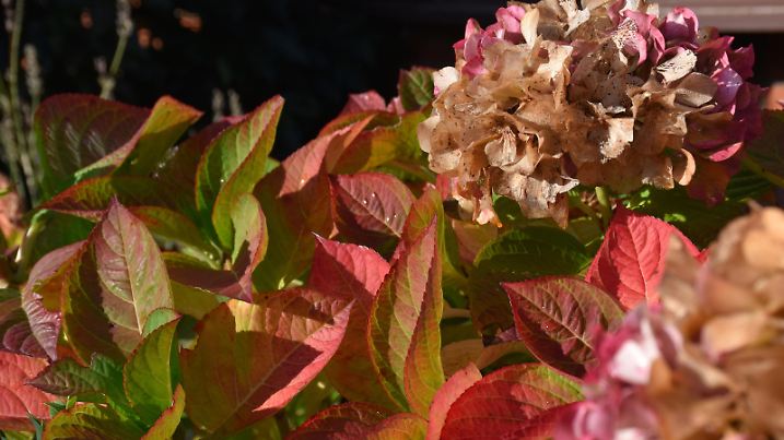 Hydrangea flowers and leaves at the end of summer as they are dying off
