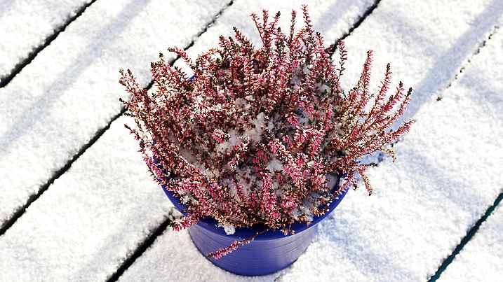 blooming heather, potted plant, on snow covered planks