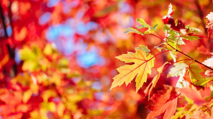 Late afternoon light in autumn thru a maple tree in the rural town of Warburton in Victoria,. Australia