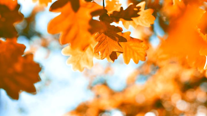 Oak tree with selective focus of the foreground and bright sun with smooth light. Nature background in autumn with copy space and red leaves.