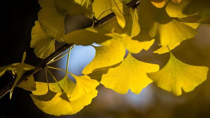 Ginkgo im Herbst