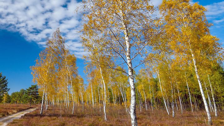 30.10.2018, Brandenburg, Reicherskreuz: Ein gelbes Herbstkleid tragen Birken im Naturschutzgebiet der Reicherskreuzer Heide zwischen Lieberose und Guben. Eine jahrzehntelange Nutzung als Truppenübungsplatz hat im südlichen Teil des Naturparks Schlaubetal ausgedehnte Heidelandschaften geschaffen. Es wurde ein großräumiges Naturschutzgebiet von 30 Quadratkilometern eingerichtet, um die Bildung neuen Grundwassers zu sichern und viele Tier- und Pflanzenarten zu schützen. Foto: Patrick Pleul/dpa-Zentralbild/ZB | Verwendung weltweit