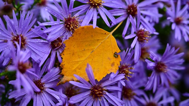 Ein gelb gefärbtes Blatt einer Birke liegt zwischen blühenden Herbstastern in einem Garten.