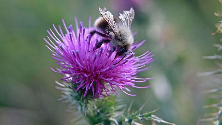 08.10.2023, Sachsen-Anhalt, Ilsenburg: Eine Hummel sammelt auf einer Distelblüte Nektar. Foto: Matthias Bein/dpa +++ dpa-Bildfunk +++