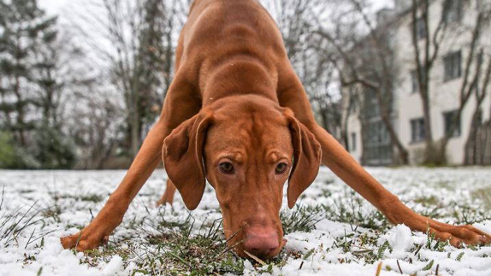 Wintereinbruch Berlin, 30.03.2020, junger Hund erkundet zum ersten Mal den Schnee. Schneeflocken ueberraschen am Montag Nachmittag Berlin. Erstmalig in diesem Jahr ist die Stadt kurzfristig mit einer weissen Schneeschicht bedeckt. Berlin Berlin Deutschland *** Winterfall Berlin, 30 03 2020, young dog explores the snow for the first time Snowflakes surprise on Monday afternoon Berlin For the first time this year the city is covered with a white layer of snow for a short time Berlin Berlin Deutschland