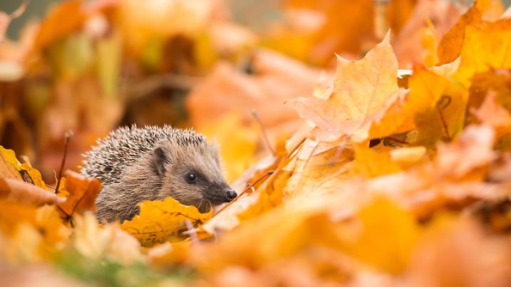 Igel im Laubhaufen