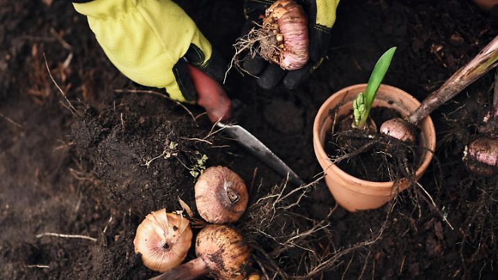 Bulbs of plants for planting in the garden and gardening equipment