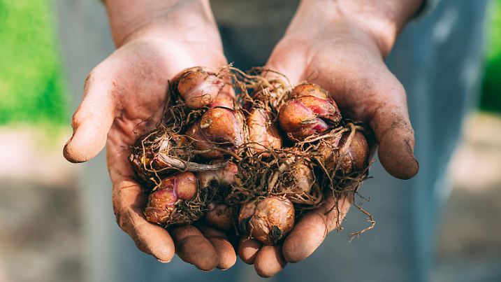 Woman Holding Lily Bulbs in Her Handful