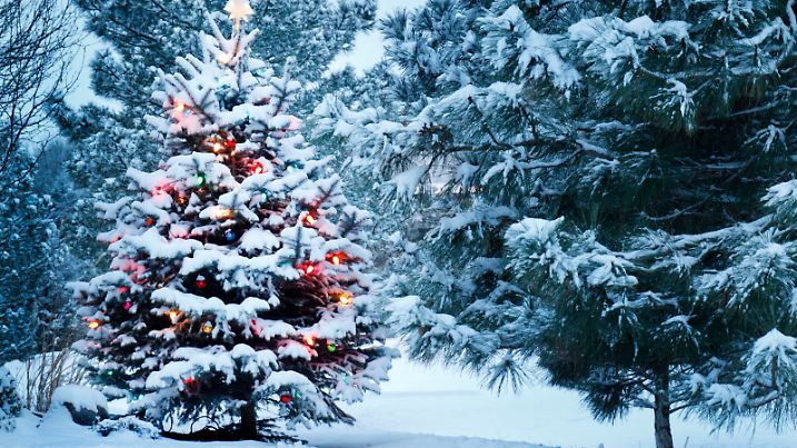 This Snow Covered Christmas Tree stands out brightly against the dark blue tones of this snow covered scene.