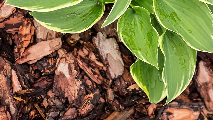 Close-up of green Hosta plant leaves growing out of bark mulch. View from above.
