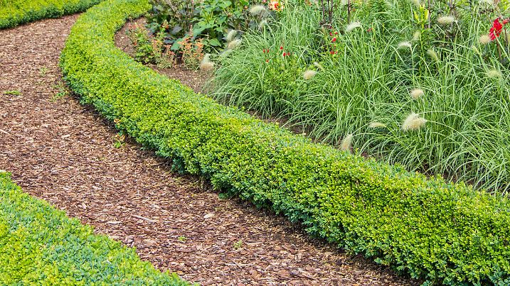 Garden path with bark mulch along the flower beds