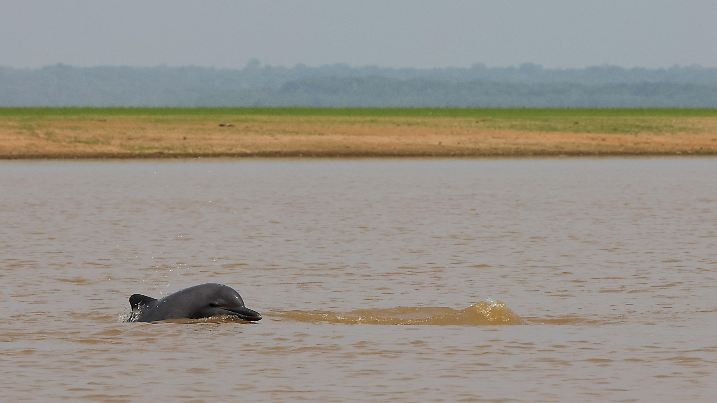 A dolphin swims in Tefe Lake, where several dolphins were found dead, in Tefe, Amazonas state, Brazil, October 4, 2023. REUTERS/Bruno Kelly     TPX IMAGES OF THE DAY