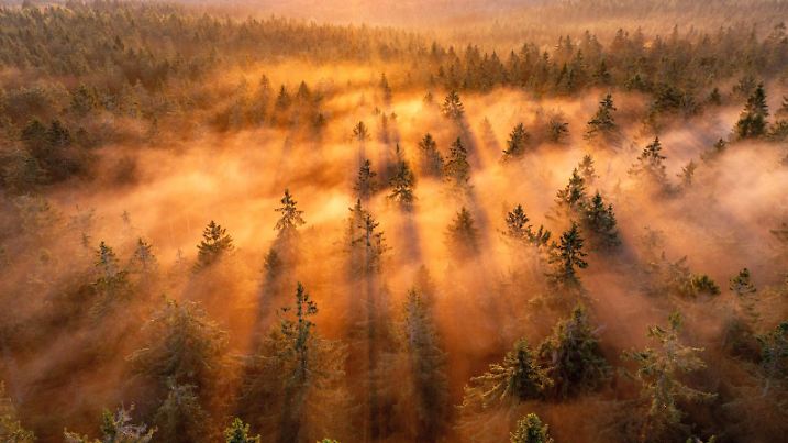 Sonnenaufgang im Taunus Die aufgehende Sonne scheint am Morgen durch Nebelschwaden im Wald am Großen Feldberg im Taunus., Schmitten Hessen Deutschland *** Sunrise in Taunus The rising sun shines in the morning through clouds of fog in the forest at Großer Feldberg in Taunus , Schmitten Hesse Germany