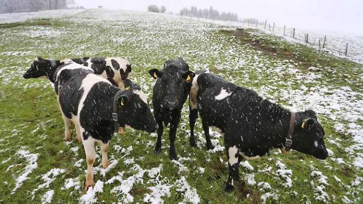 05.05.2019, Bayern, Unterthingau: Kühe stehen auf einer Weide, Schneeflocken fallen vom Himmel. Foto: Karl-Josef Hildenbrand/dpa +++ dpa-Bildfunk +++