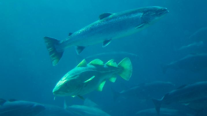Cod fish and salmon fishes
