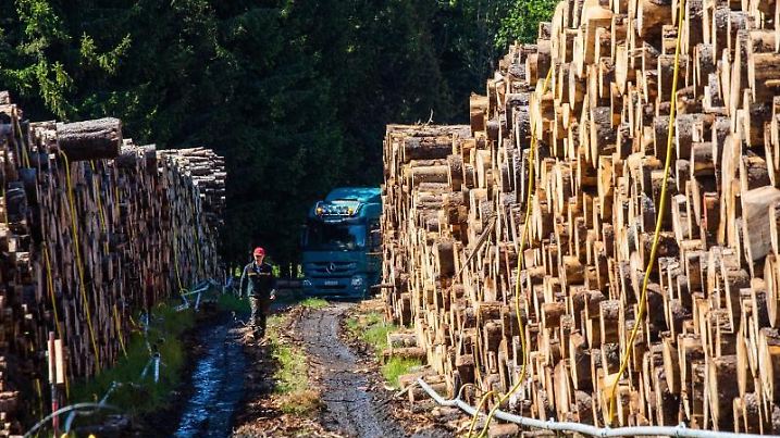 Holzlager