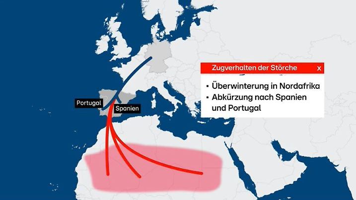 Störche sind auf ihrer Westroute Tausende von Kilometern bis nach Nordafrika geflogen.