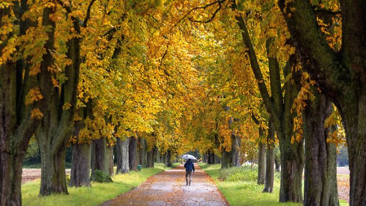 Regenwetter in Hessen Bei Regen zeigt sich die Tannenwaldallee mit den herbstlich verfärbten Kastanienbäumen trüb und nass., Bad Homburg Hessen Deutschland *** Rainy weather in Hesse When it rains, the fir forest avenue with the autumnal colored chestnut trees appears dull and wet , Bad Homburg Hesse Germany