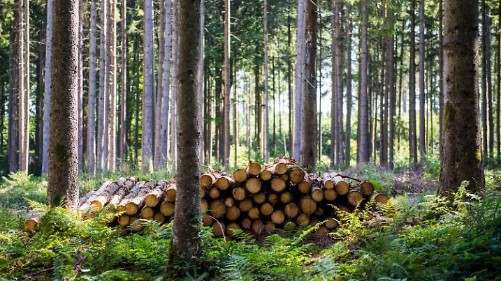 ARCHIV - 09.08.2018, Egmating: Stämme von der Fichte liegen zur Abholung durch Waldarbeiter an einem Forstweg bereit. (zu dpa «Käferplage und Preisverfall: Holz stapelt sich in Hessens Wäldern») Foto: Lino Mirgeler/dpa +++ dpa-Bildfunk +++