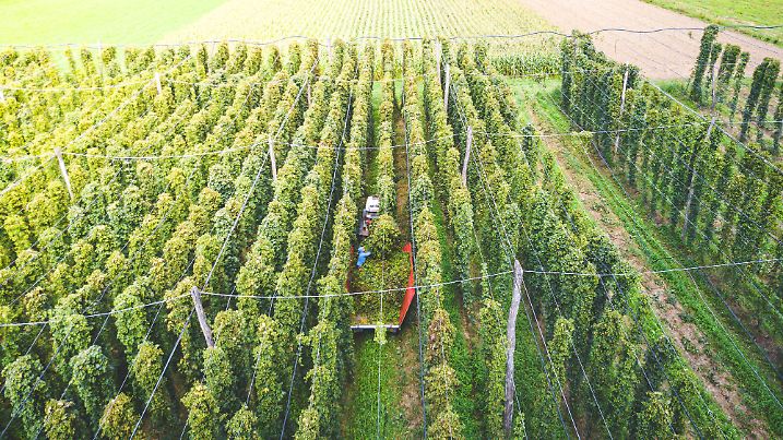 Hops field being harvested, aerial view. Tractor harvesting hops with a farmer helping.