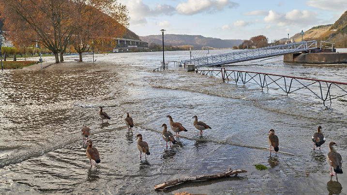 Hochwasser an Rhein und Mosel 19.11.2023, Rheinland-Pfalz, Andernach: Der Rhein hat bei Andernach Landkreis Mayen-Koblenz teilweise sein Bett verlassen. Tiere haben Tieren Spass. *** Floods on the Rhine and Moselle 19 11 2023, Rhineland-Palatinate, Andernach The Rhine has partially left its bed near Andernach, Mayen Koblenz district Animals have fun with animals