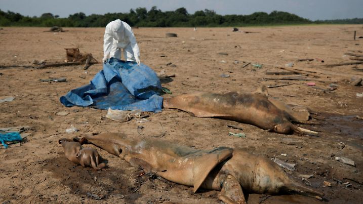A researcher from the Mamiraua Institute for Sustainable Development retrieves dead dolphins from the Tefe lake effluent of the Solimoes river that has been affected by the high temperatures and drought in Tefe, Amazonas state, Brazil, October 2, 2023. REUTERS/Bruno Kelly SEARCH "GLOBAL POY 2023" FOR THIS STORY. SEARCH "REUTERS POY" FOR ALL BEST OF 2023 PACKAGES. TPX IMAGES OF THE DAY